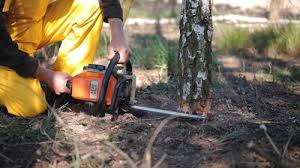 Why Choose Our Tree Removal Services in Breaux Bridge, LA?