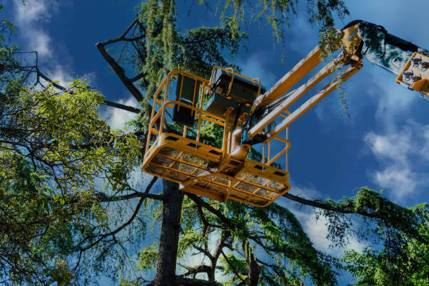 Professional  Tree Services in Breaux Bridge, LA