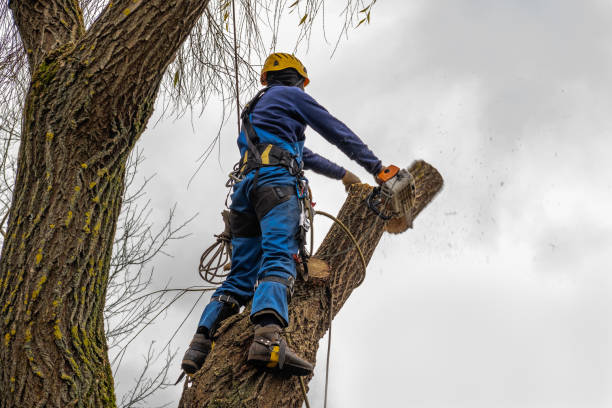 Best Seasonal Cleanup  in Breaux Bridge, LA